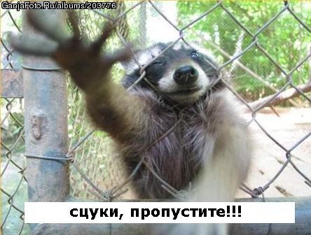 ���������� #9598