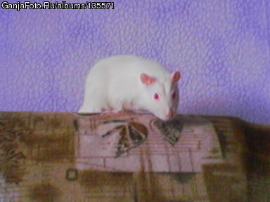 Garik