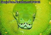 ���������� #175579
