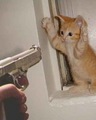 ���������� #200109