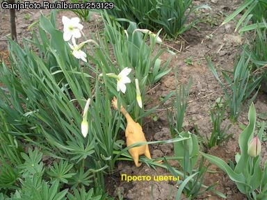 ������ ��� ����� ��� GW