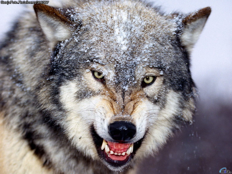 WereWolfs
