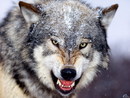 WereWolfs