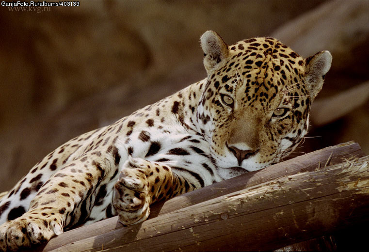 ���������� #280481