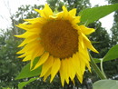 sunshine =)