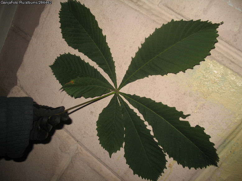 ganja everywhere =)