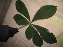 ganja everywhere =)