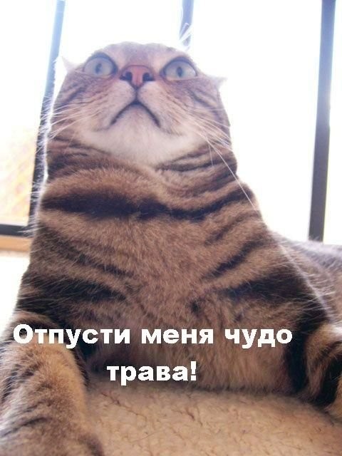 ���������� #478880
