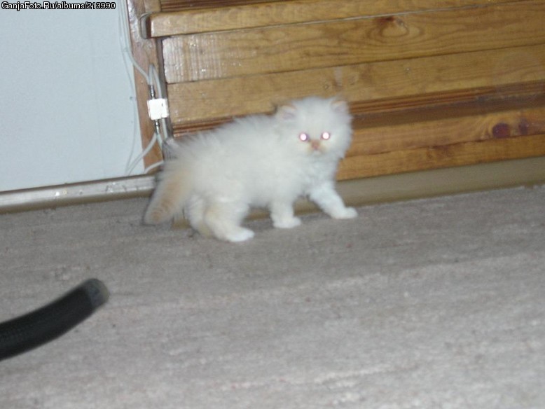 �, �������� �������...