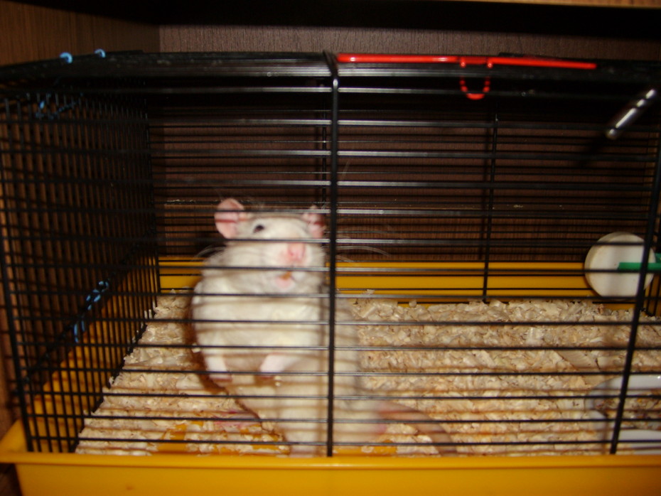 ��� ���� - �������))