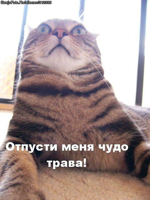 ���������� #69943