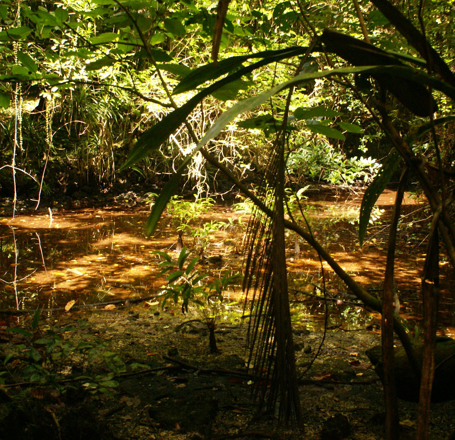 Welcom to the Jungle