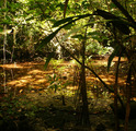 Welcom to the Jungle