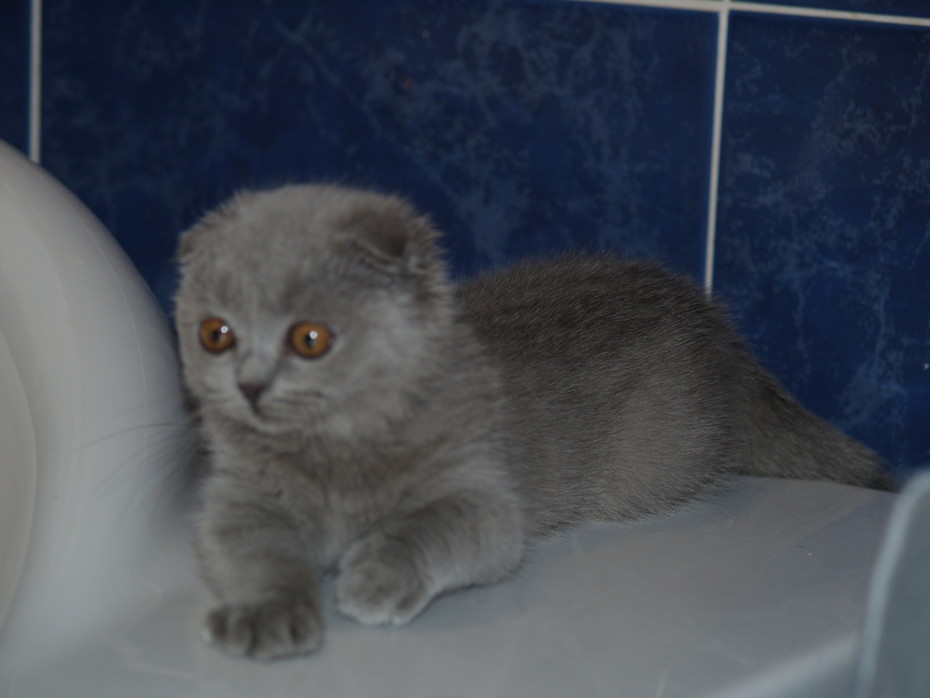 Ne ne bubu