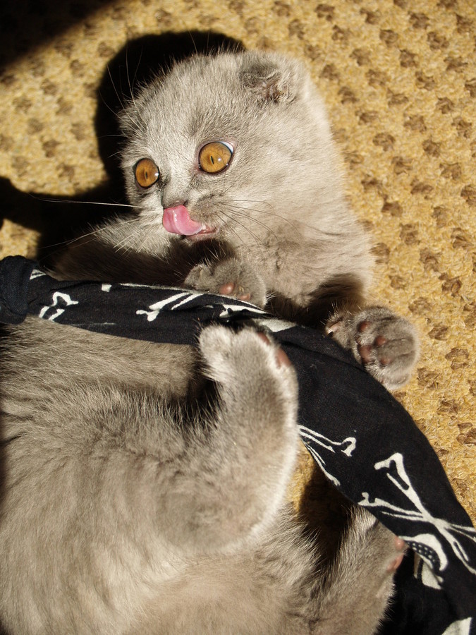 ETO MOJA BANDANA!!!