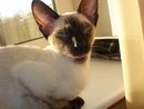 ���������� #853211