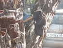почти Весёлый Роджер