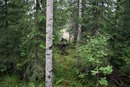���������� #994329