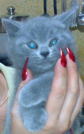 ���������� #1016611
