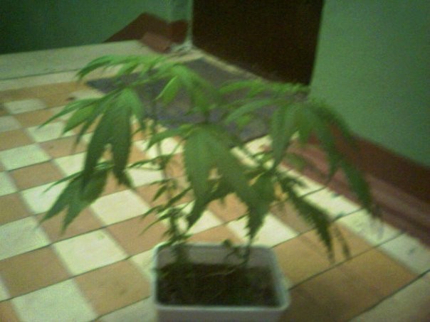 ��� ������ :)  � Palm �������.  ��������� ��� ������)