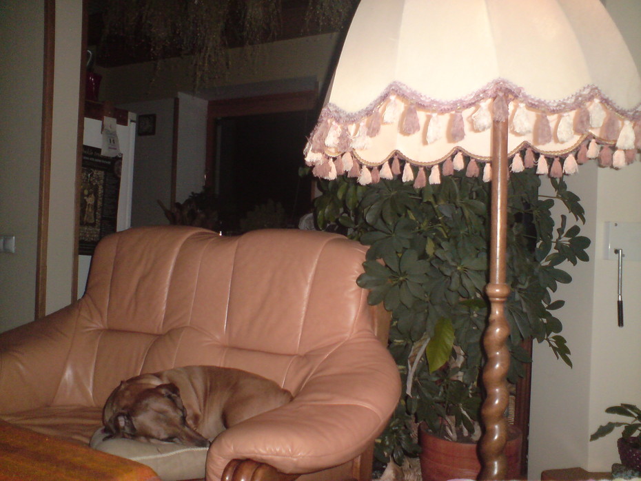 Doggy :)