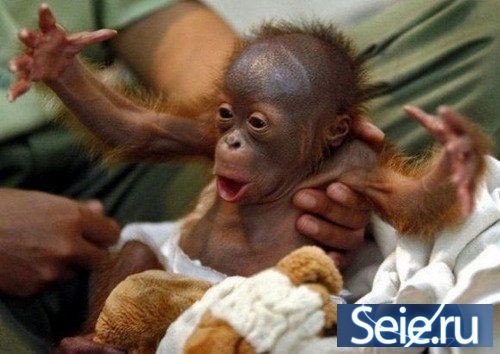 ���������� #1268070