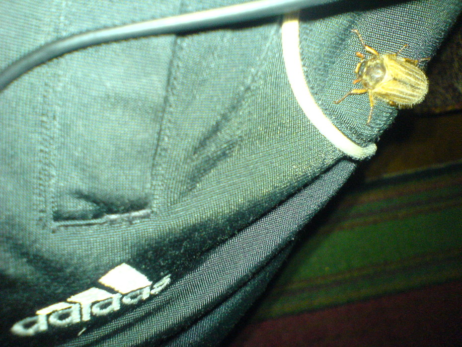 ������ ��� � adidas