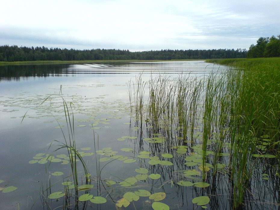���� 2009 /�����/