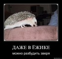 �����! :)