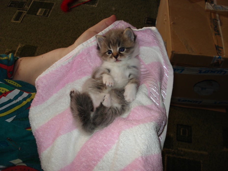 ��� ���� ���� ������ ������