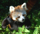 Red Panda � ����������� ��������