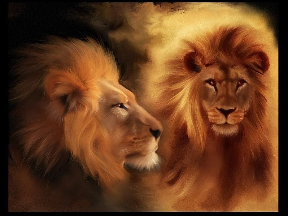 lions =)