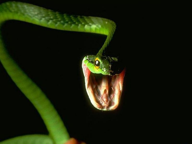 Mamba