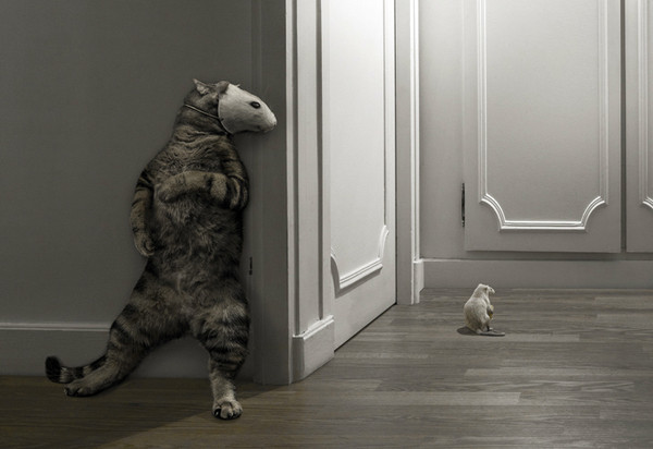 nicky_the_cat