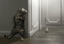 nicky_the_cat