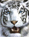 white tiger =)