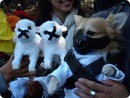 dog-tor =)))