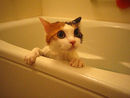 wutafuk? =)))