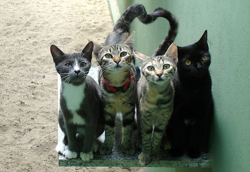 got milk??? =)