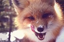 fox =)