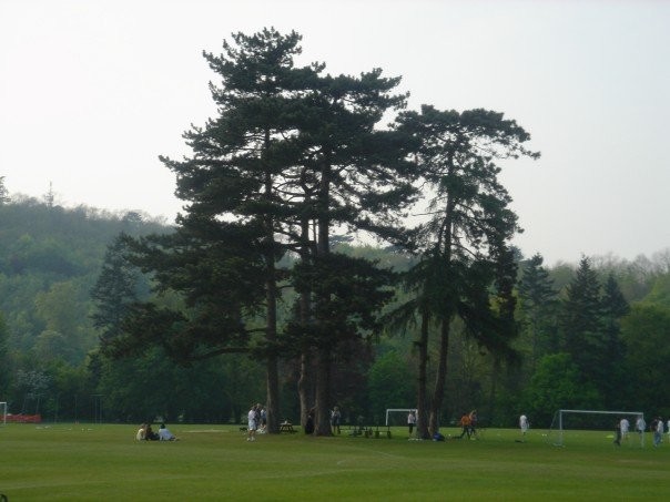 Old tree & fields