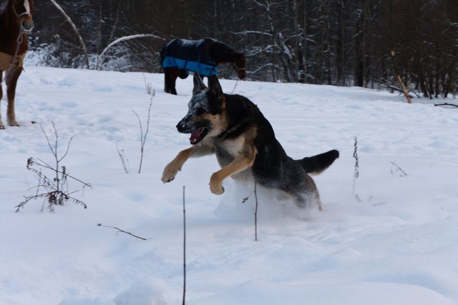 ���������� #1664196