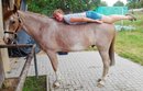���������� #1825779
