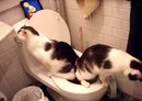 ���������� #1841142