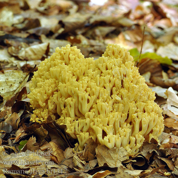������ ����� (Ramaria flava) ������� ������