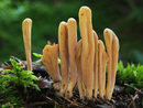 ������� ���������, ��������������� ��������� (���. Clavariadelphus ligula)