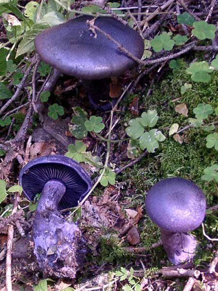 ��������� ���������� (���. Cortinarius violaceus)