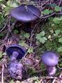 ��������� ���������� (���. Cortinarius violaceus)