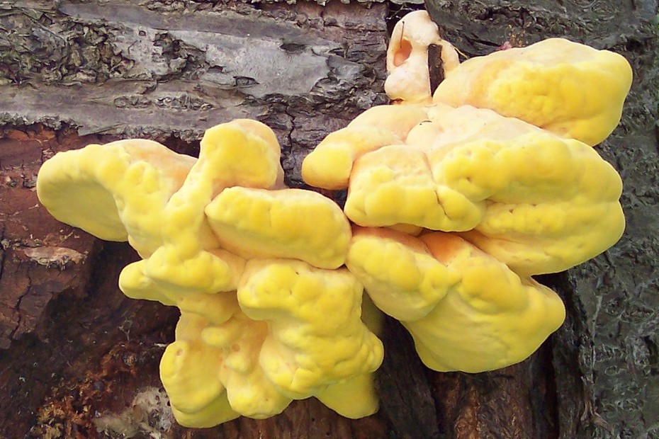 �������� �����-������ (Laetiporus sulphureus) +