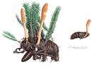 ��������� (���. Cordyceps)